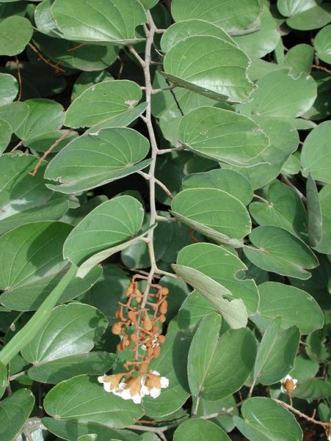 Bauhinia (Bauhinia thonningii) leaves and inflorescence, Burkina Faso