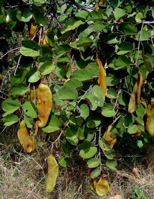 Bauhinia (Bauhinia thonningii) pods, Zimbabwe