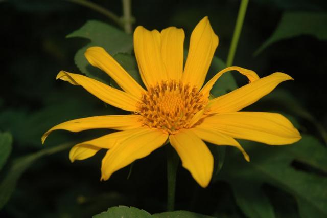 Mexican sunflower (Tithonia diversifolia), flower