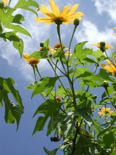 Mexican sunflower (Tithonia diversifolia), leaves and stems, Cordoba, Mexico