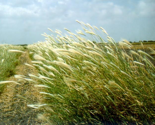 False Rhodes grass (Trichloris crinita) habit in cultivated stand