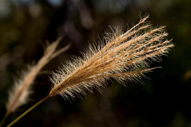 False Rhodes grass (Trichloris crinita) seed-head