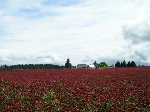 Crimson clover (Trifolium incarnatum), field, Oregon, USA