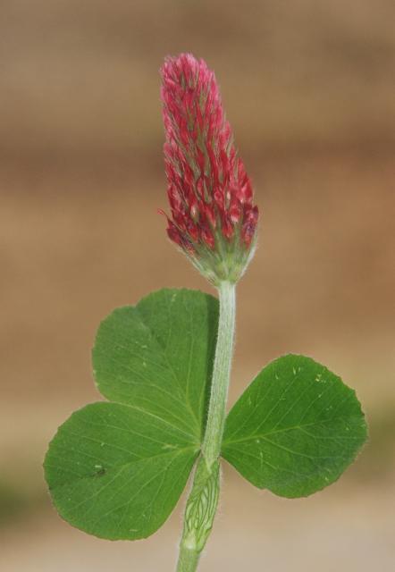 Crimson clover (Trifolium incarnatum), flower
