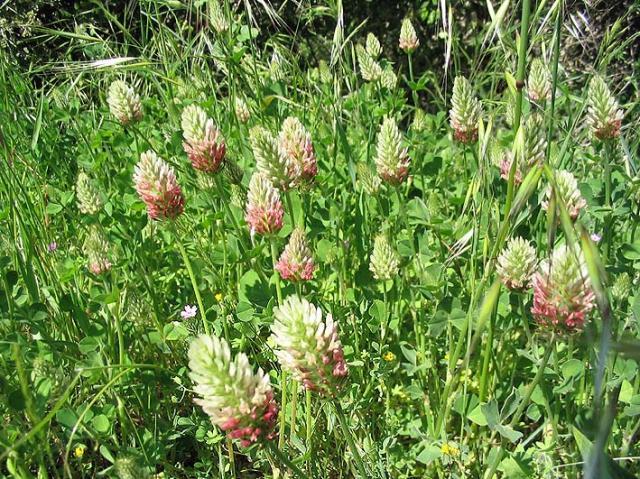 Crimson clover (Trifolium incarnatum), habit, Tarerach, France