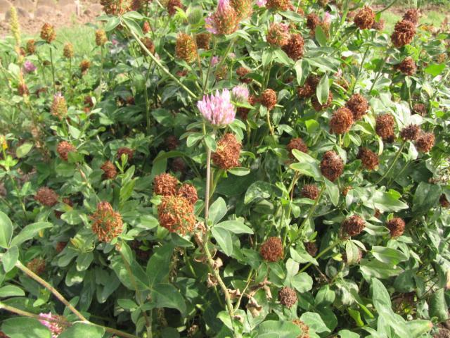 Red clover plants