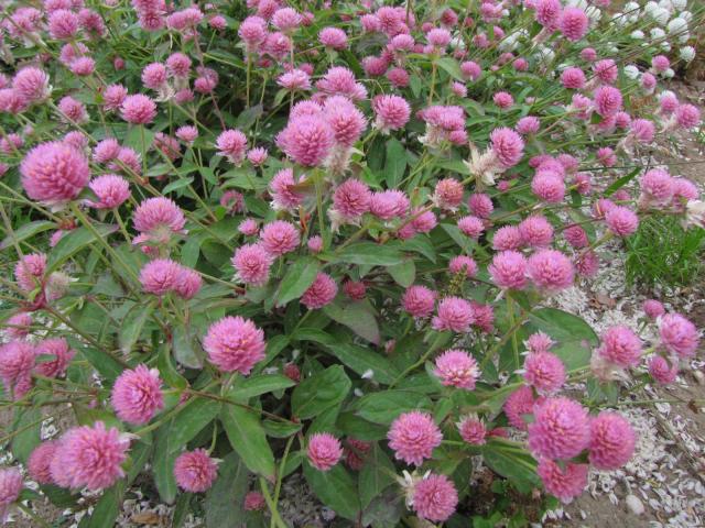 Red clover flowers