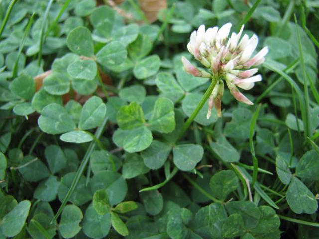 White clover (Trifolium repens) flower