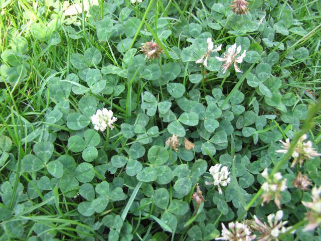 White clover (Trifolium repens)