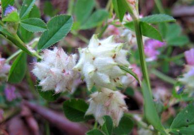 Persian clover (Trifolium resupinatum), woolly, mature flower