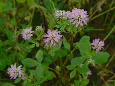 Persian clover (Trifolium resupinatum), flowers