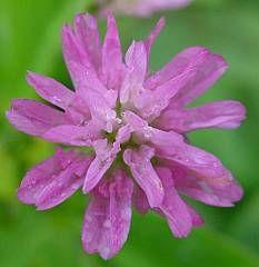 Persian clover (Trifolium resupinatum), flower