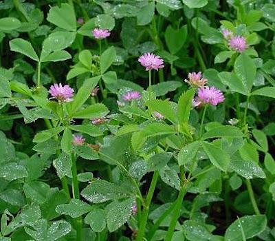 Persian clover (Trifolium resupinatum), foliage and flowers