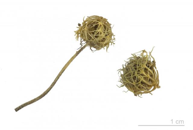 Subclover (Trifolium subterraneum), burrs