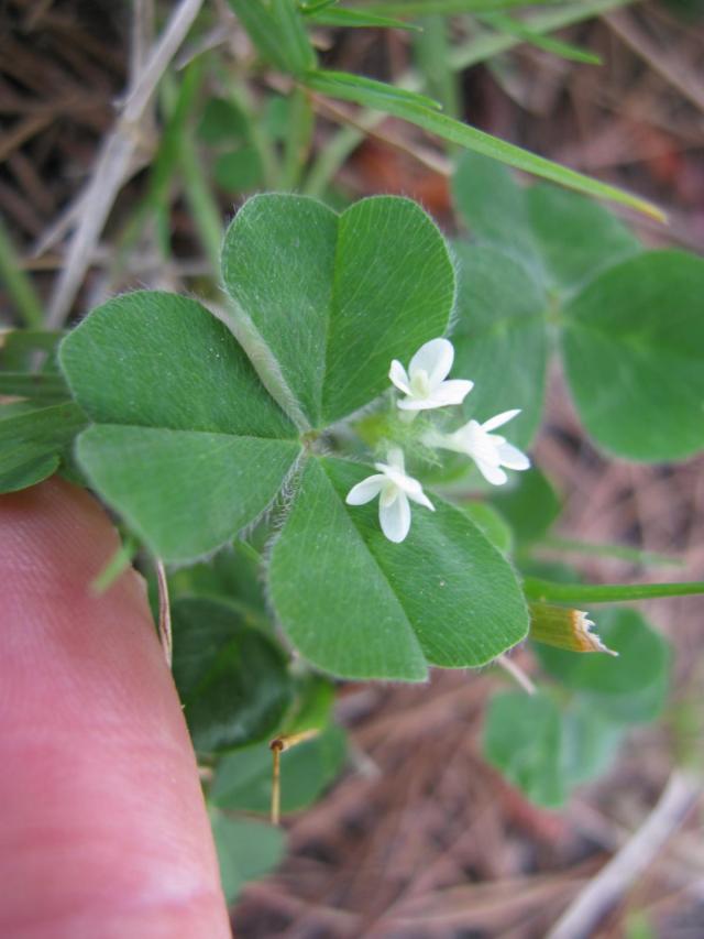 Subclover (Trifolium subterraneum), flowers