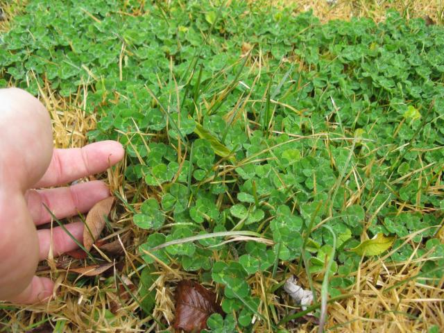 Subclover (Trifolium subterraneum), stand, foliage close-up