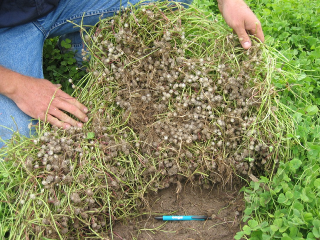 Subclover (Trifolium subterraneum), underground burr development