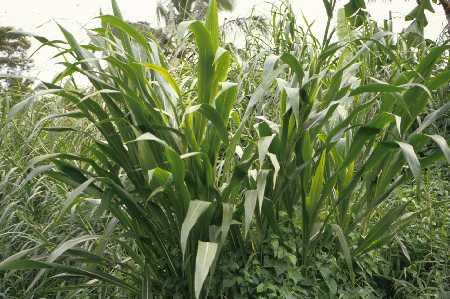 Guatemala grass (Tripsacum andersonii)