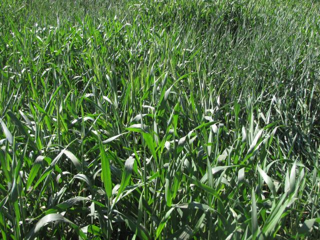 Triticale field