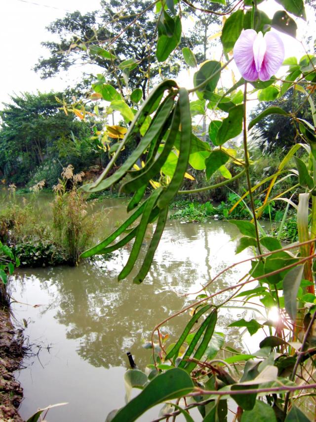 Tropical kudzu (Pueraria phaseoloides), flowers and pods