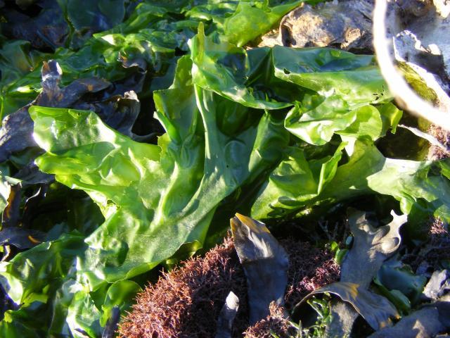 Green algae, Ulva lactuca, Neelte Jans, Netherlands