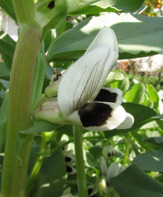 Faba bean flower (Vicia faba)