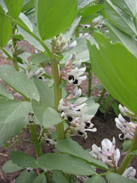 Faba bean flowers (Vicia faba)