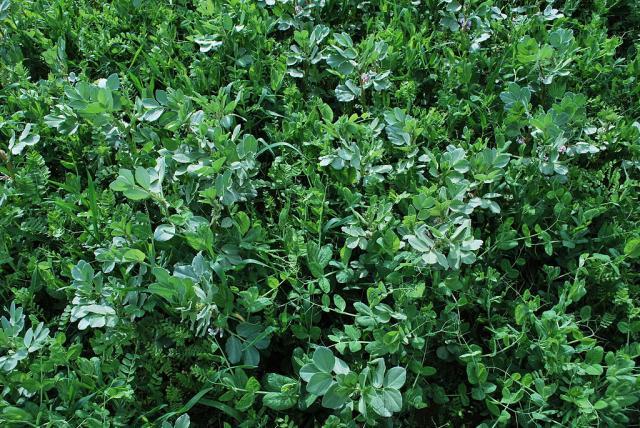 Mixed crop of faba bean, pea, vetch and oat