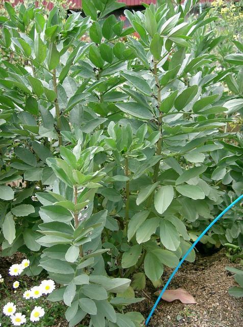 Faba bean plant (Vicia faba)