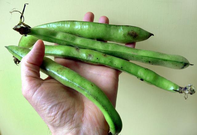 Faba bean pods (Vicia faba)