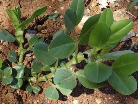 Narbonne vetch (Vicia narbonensis), habit