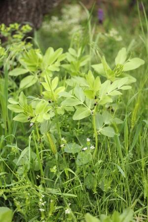 Narbonne vetch (Vicia narbonensis), habit