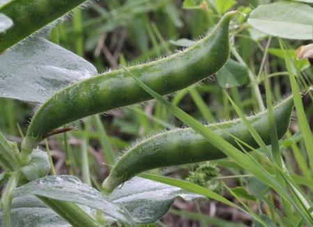 Narbonne vetch (Vicia narbonensis) pods, France