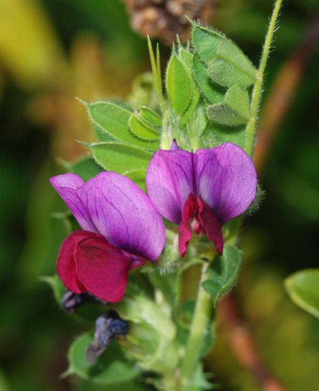 Vicia sativa flowers