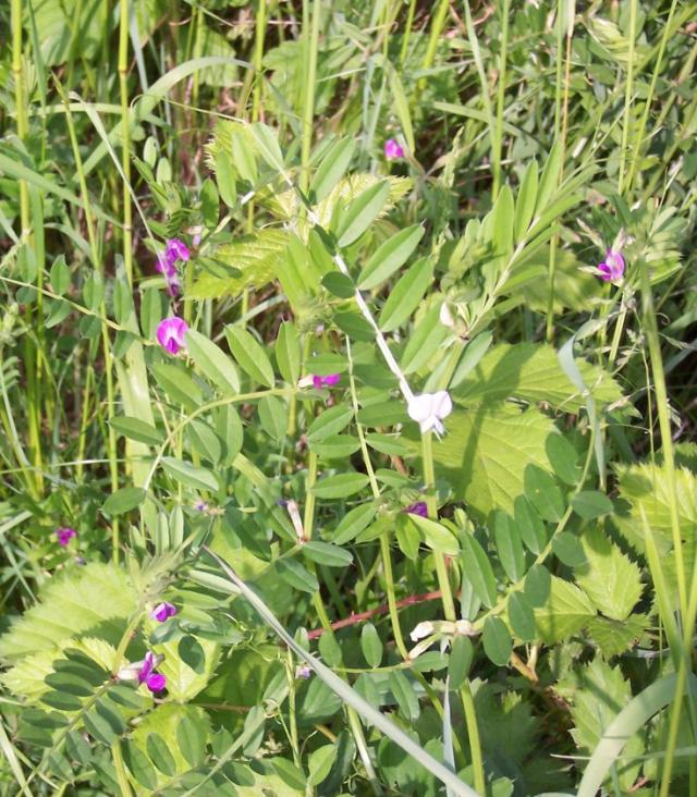 Common vetch (Vicia sativa), Efferen, Germany