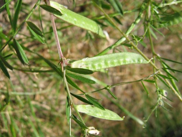 Common vetch (Vicia sativa) pods