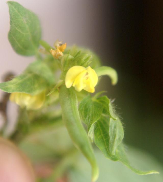Moth bean (Vigna aconitifolia) flower close-up