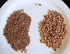 Moth bean (Vigna aconitifolia) seeds