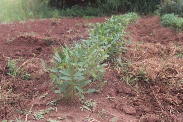 Field of bambara groundnut