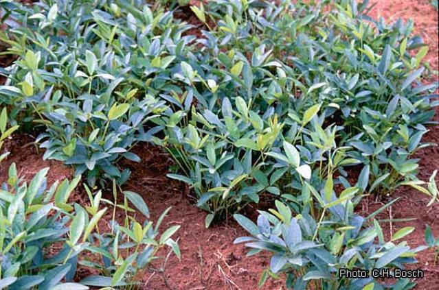 Bambara groundnut