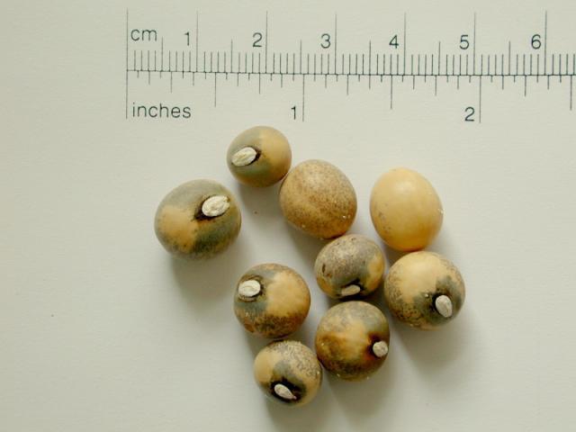 Bambara groundnut seeds