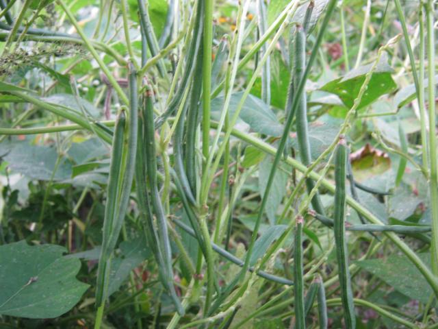 Rice bean (Vigna umbellata)