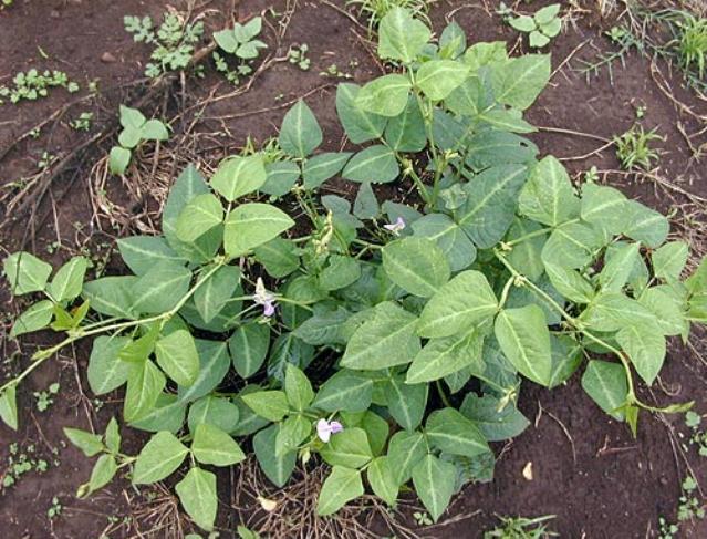 Cowpea plant, Shewula district, Swaziland.