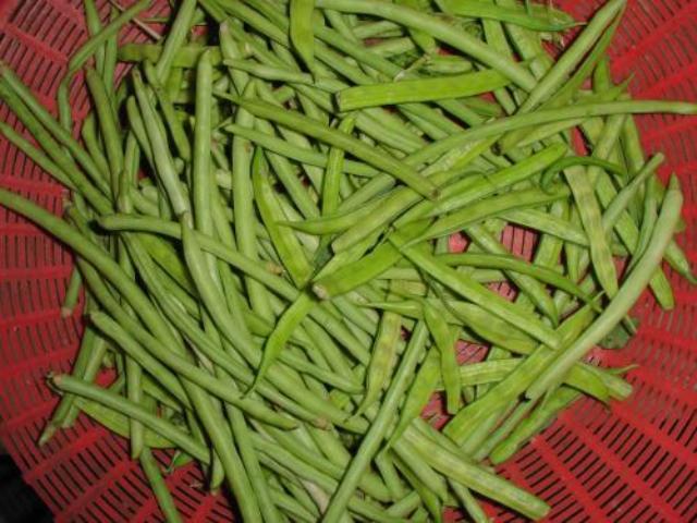 Barbatti pods, India