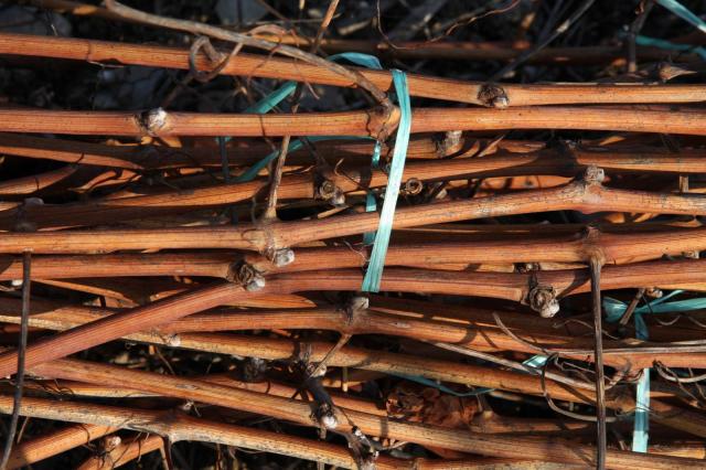 Vine shoots collected after the grape harvest