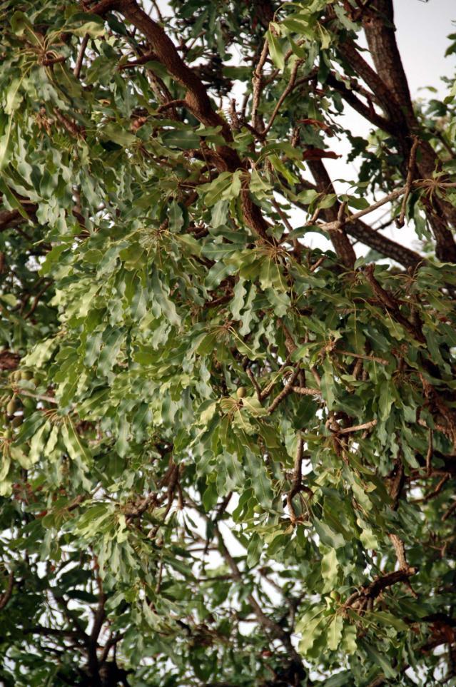 Sheanut tree, Burkina Faso