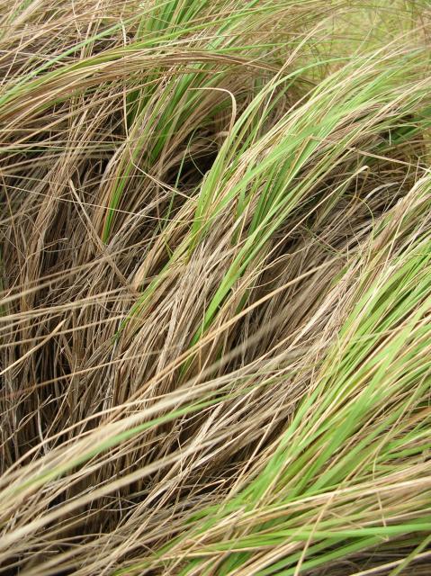 Weeping love grass (Eragrostis curvula)