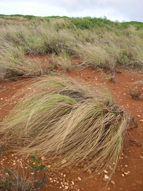 Weeping love grass (Eragrostis curvula)