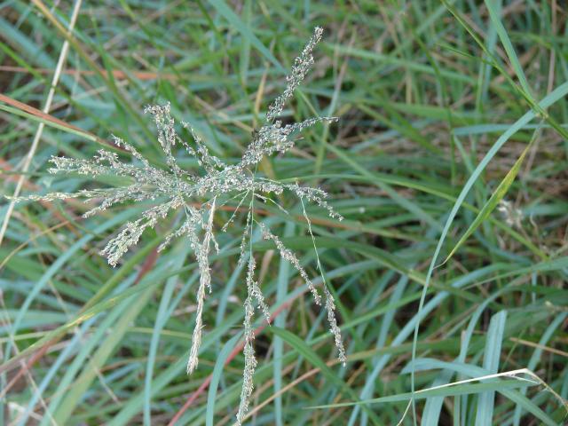 Weeping love grass (Eragrostis curvula)