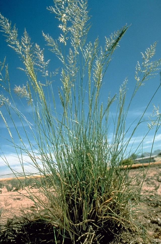 Weeping love grass (Eragrostis curvula) Feedipedia